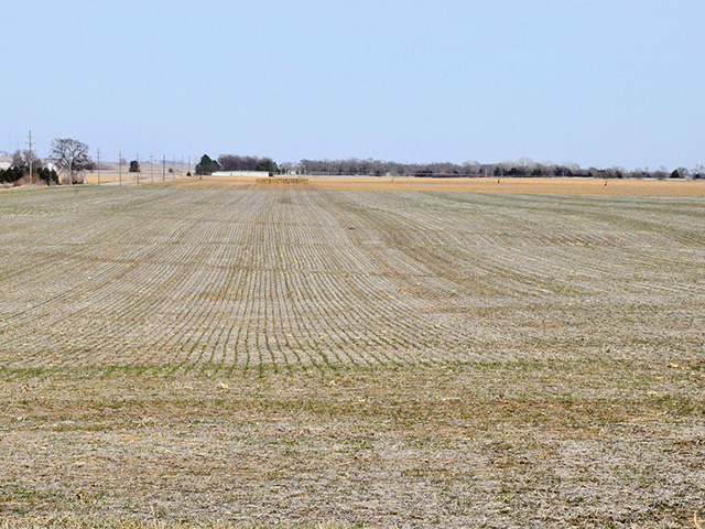 Rye grows in one of Kerry and Angela Knuthâ€™s fields, near Mead, Nebraska, Image by Russ Quinn